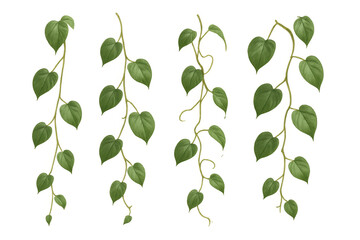 Green vines with heart-shaped leaves growing, natural botanical decoration, climbing plant foliage, transparent background