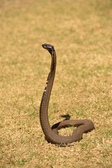 snake in the grass(Rinkhals snake)