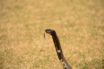Rinkhals snake