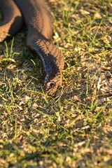 A Rinkhals snake playing dead.