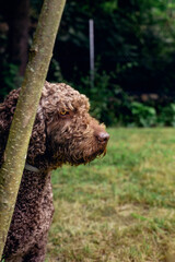 Curly-Coated Brown Dog in a Natural Outdoor Setting