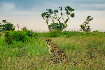 Cheetah (Acinonyx jubatus) are a prominent feature of African wildlife. This photo shows a cheetah living in the Southern African savannahs.