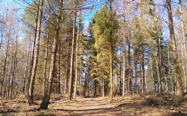 Amazing waking up forest ofter winter season. Early spring in northern Poland.