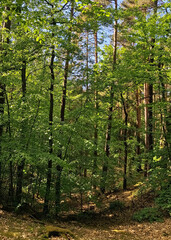 Wild forest in northern Poland.