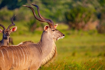 The Greater kudu (Tragelaphus strepsiceros) is a significant element of African wildlife. The photo...