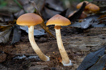 Galerina marginata mushroom on the wood.  Known as Funeral Bell, Deadly Galerina or autumn skullcap. Deadly poisonous mushrooms in the forest.