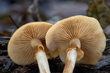 Galerina marginata mushroom on the wood.  Known as Funeral Bell, Deadly Galerina or autumn skullcap. Deadly poisonous mushrooms in the forest.