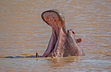 Fototapeta premium In times of danger, the Hippos (Hippopotamus amphibian) makes a show of strength by opening its huge mouth wide and showing its teeth.