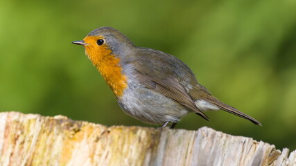 robin close up