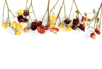 Bouquets of dried roses in bright yellow and rich burgundy colors for still life and floral decor.