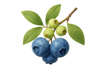 Blueberry branch showing ripe blue and unripe green berries with fresh leaves, transparent background