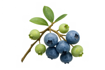 Fresh blueberries branch with ripe blue fruit and unripe green berries, showcasing growth and health, transparent background