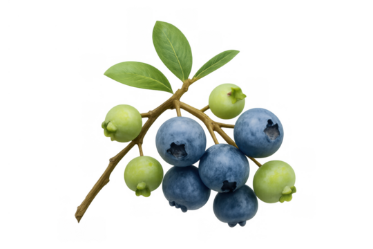 Fresh blueberries branch with ripe blue fruit and unripe green berries, showcasing growth and health, transparent background