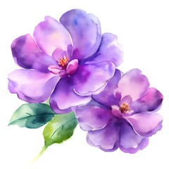 Obraz premium Watercolor flowers purple 