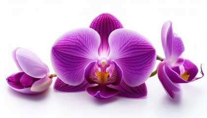 Fototapeta premium beautiful purple orchid flower isolated on white background