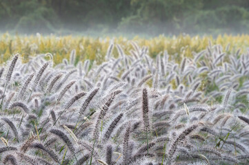 朝靄の森に咲くセイタカアワダチソウとチカラシバ