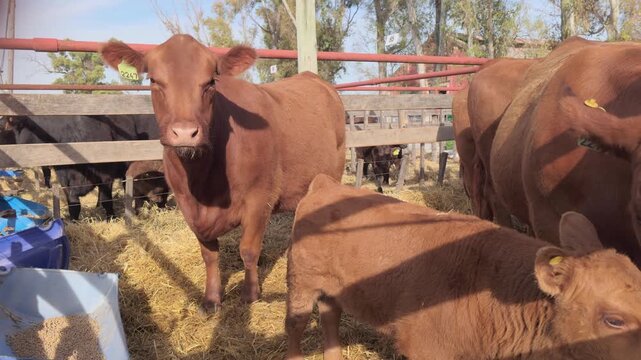 purebred red angus cow and her young calf stand together in a sunny wooden cattle pen on a farm in argentina. 4K