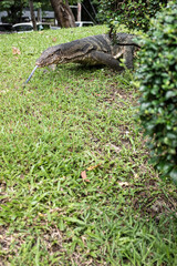 Giant monitor lizard in a famous urban park in Lumpini Park, Bangkok, Thailand