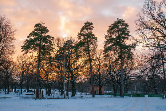 Snow covered forest and bare trees bathed in the last golden light of a winter sunset, creating a tranquil, frosty twilight landscape with orange sky and soft evening glow