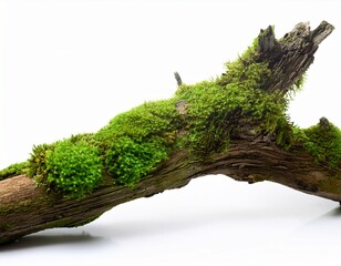 rotten branch covered in green moss isolated on white background