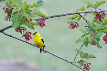 Goldfinch in maple