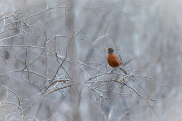 American robin perched