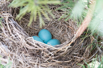American Robin nest eggs