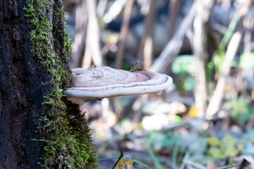 Artist's Conk (Ganoderma applanatum) side close up