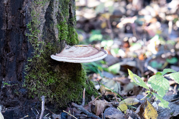 Artist's Conk mushroom on mossy tree