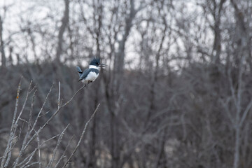Female Belted Kingfisher (Megaceryle alcyon)