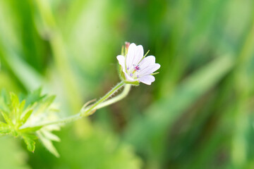 Bicknell's cranesbill flower closeup