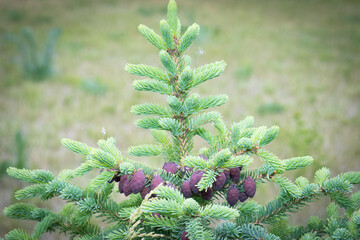 Young Black spruce tree (Picea mariana)