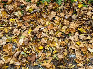 Colorful autumn leaves covering ground in a lush forest setting