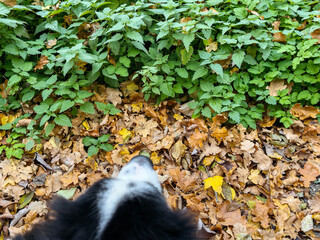 Obraz premium Dog exploring autumn leaves and green foliage in a forest setting
