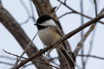 Black-capped Chickadee close-up