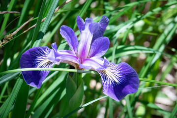 Blue Flag Iris in bloom