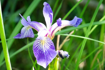 Blue Flag Iris (Iris versicolor) top closeup