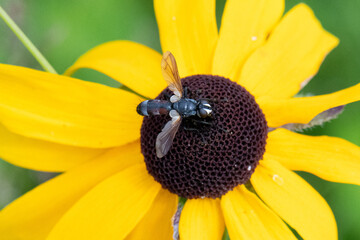 Bristle fly on Black-eyed Susan flower