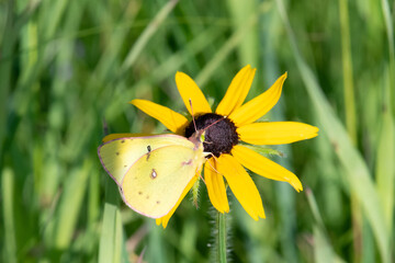 Clouded Sulphur butterfly on Black-eyed Susan closeup