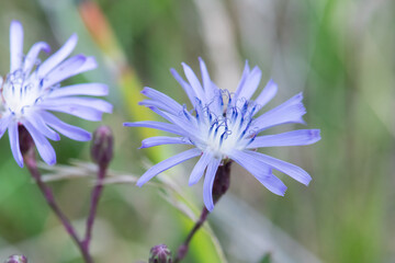 Common chicory flower closeup