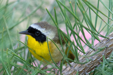 Common Yellowthroat (Geothlypis trichas) close-up