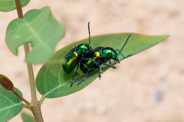 Dogbane beetles coupling