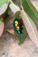 Dogbane beetle top closeup