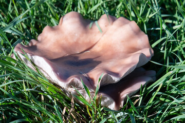 Field Blewit (Collybia personata) close-up