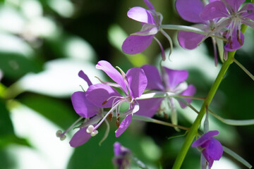 Fireweed (Chamaenerion angustifolium) closeup