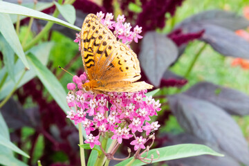 Great Spangled Fritillary butterfly pollinating milkweed