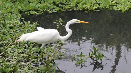A great egret in Florianópolis, Santa Catarina, Brazil