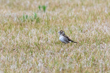 Male Lark sparrow