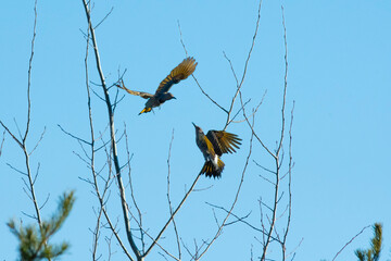 Northern Flicker (Colaptes auratus) dance