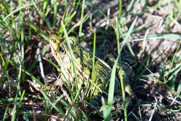 Northern leopard frog (Lithobates pipiens)
